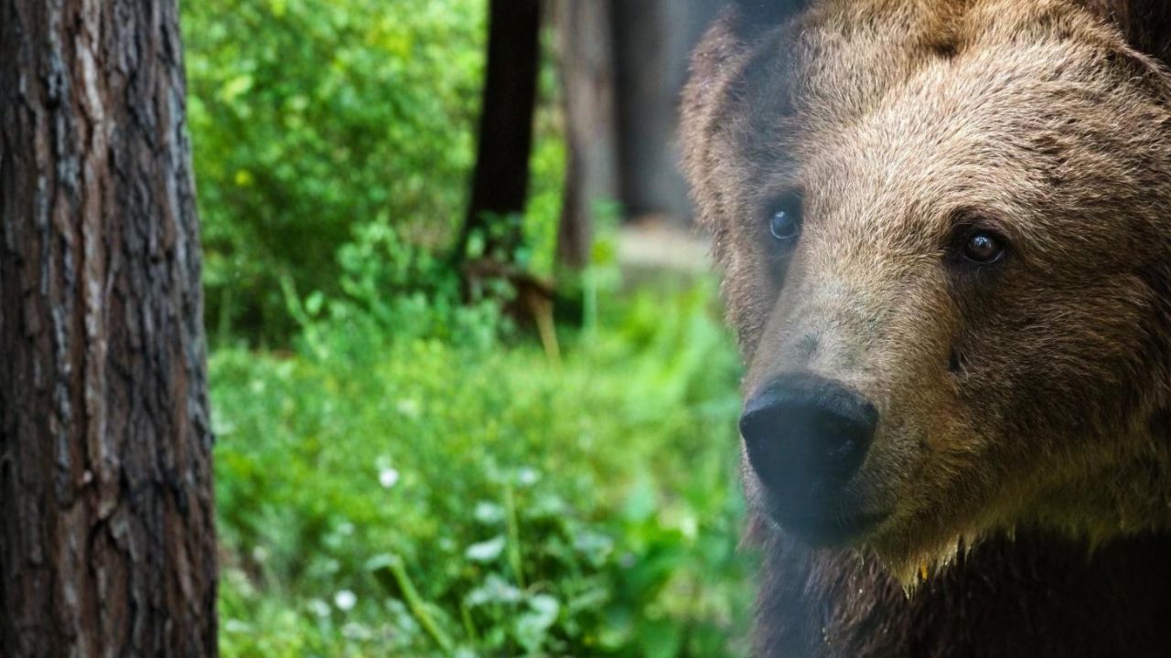 Zdjęcie artykułu niedzwiedzica_sabina_z_tytulem_zwierzaka_miesiaca